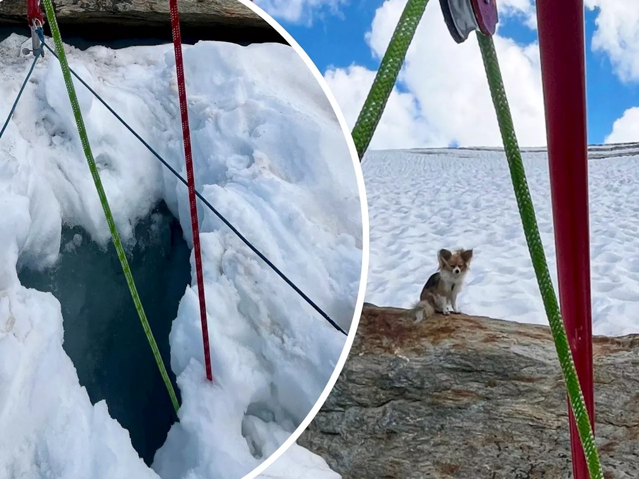 Chihuahua rettet Herrchen auf Schweizer Gletscher