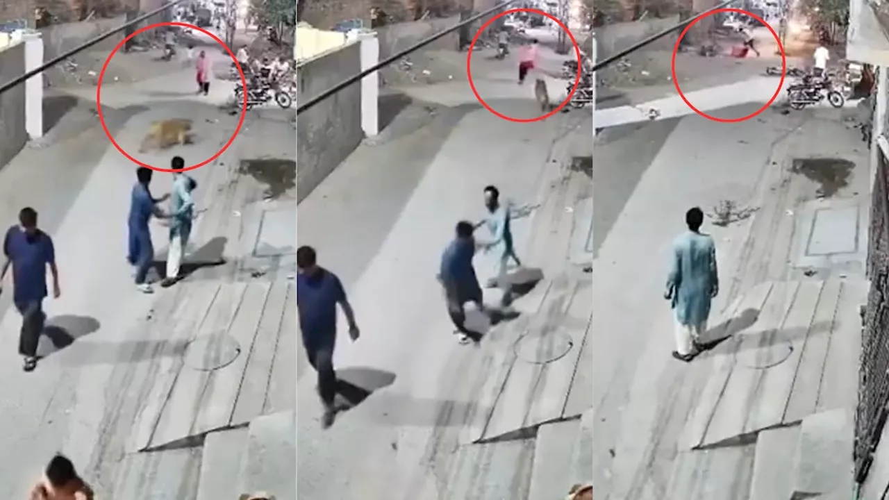 Video: León escapó de su jaula en una finca y atacó a una mujer con sus dos hijos que caminaban en plena calle