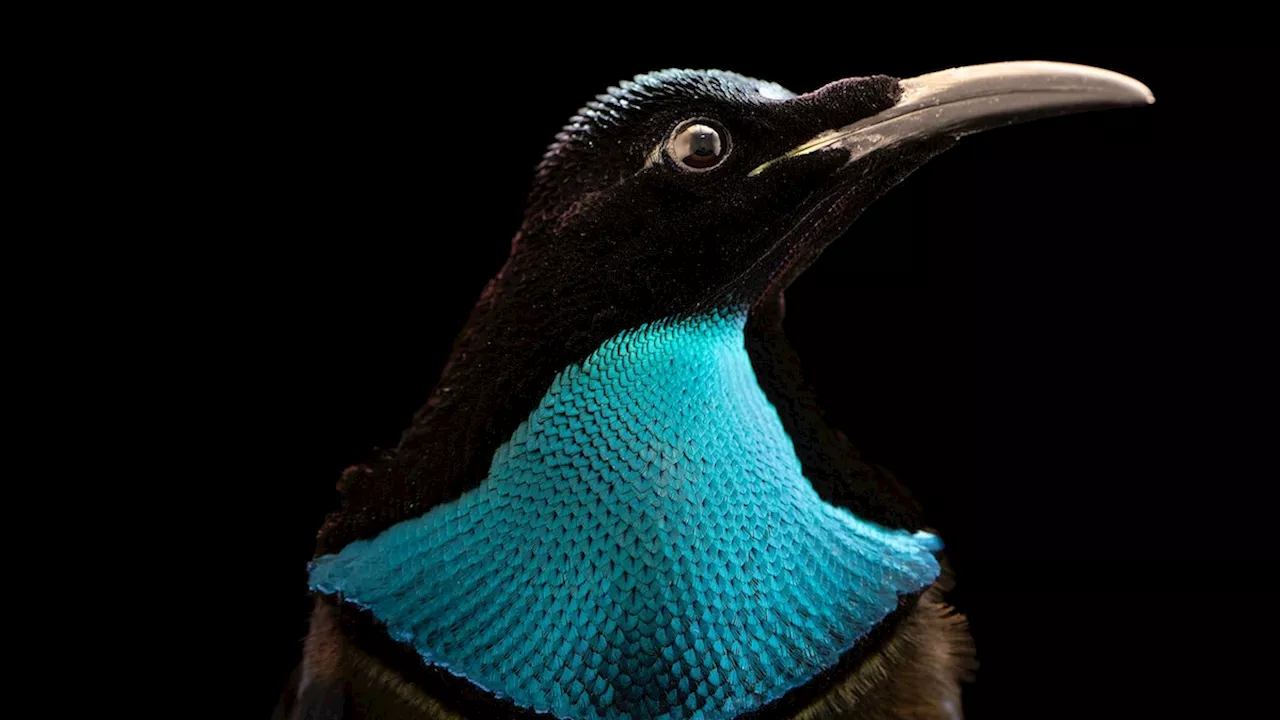 These flamboyant birds are the 17,000th species to enter Nat Geo's Photo Ark
