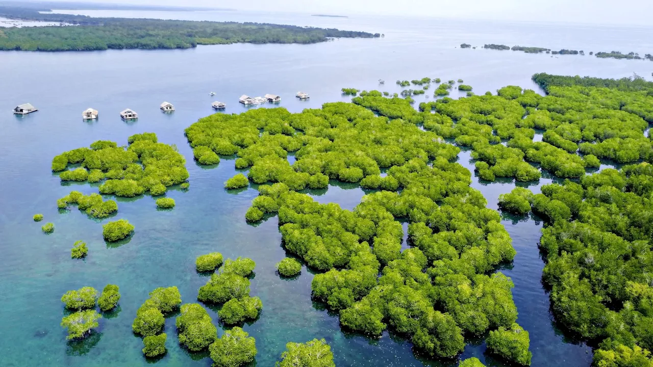 To reduce disaster risk, coastal towns urged to create greenbelt zones