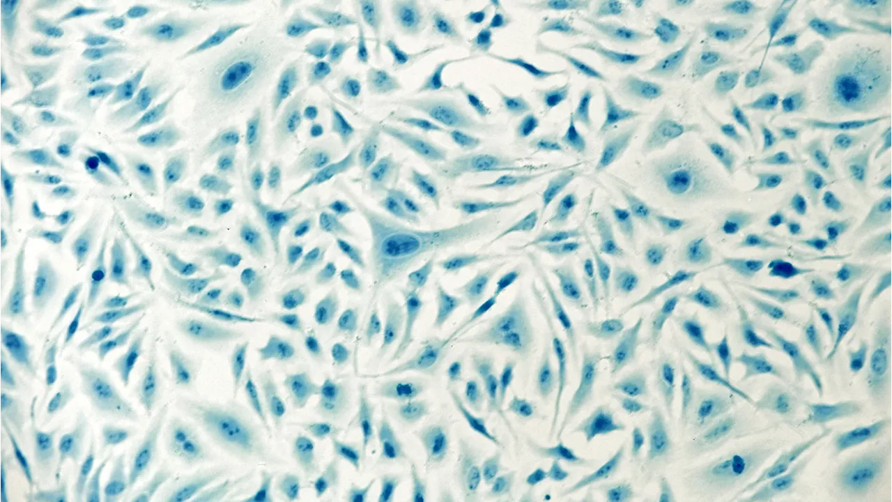 Scientists 3-D printed a tiny elephant inside a cell