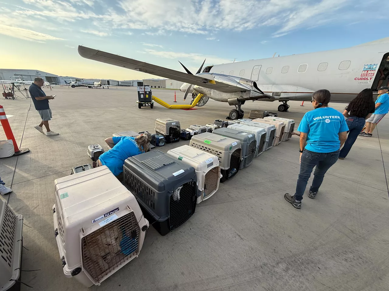 Hundreds of adoptable pets to arrive in North Texas following historic Central Texas floods