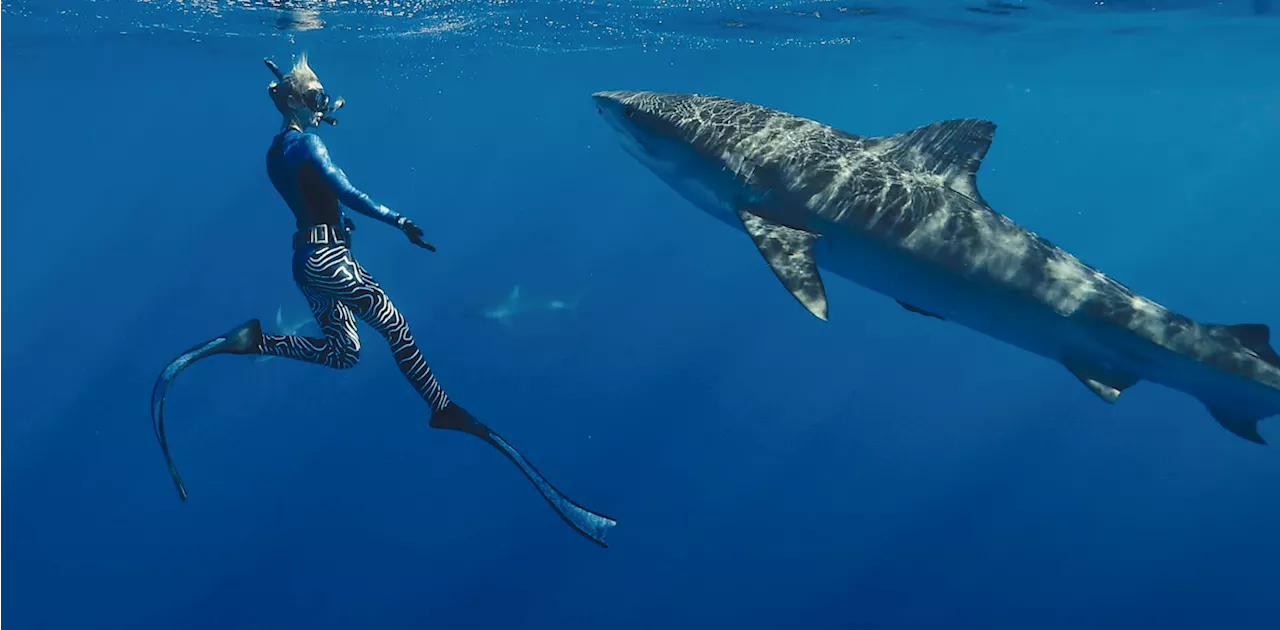 Netflix’s Shark Whisperer wants us to think ‘sexy conservation’ is the way to save sharks