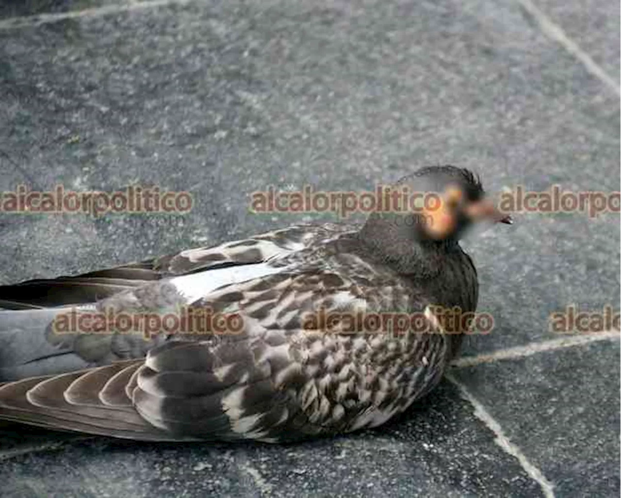 Detectan en el Parque Juárez de Xalapa palomas con alguna enfermedad