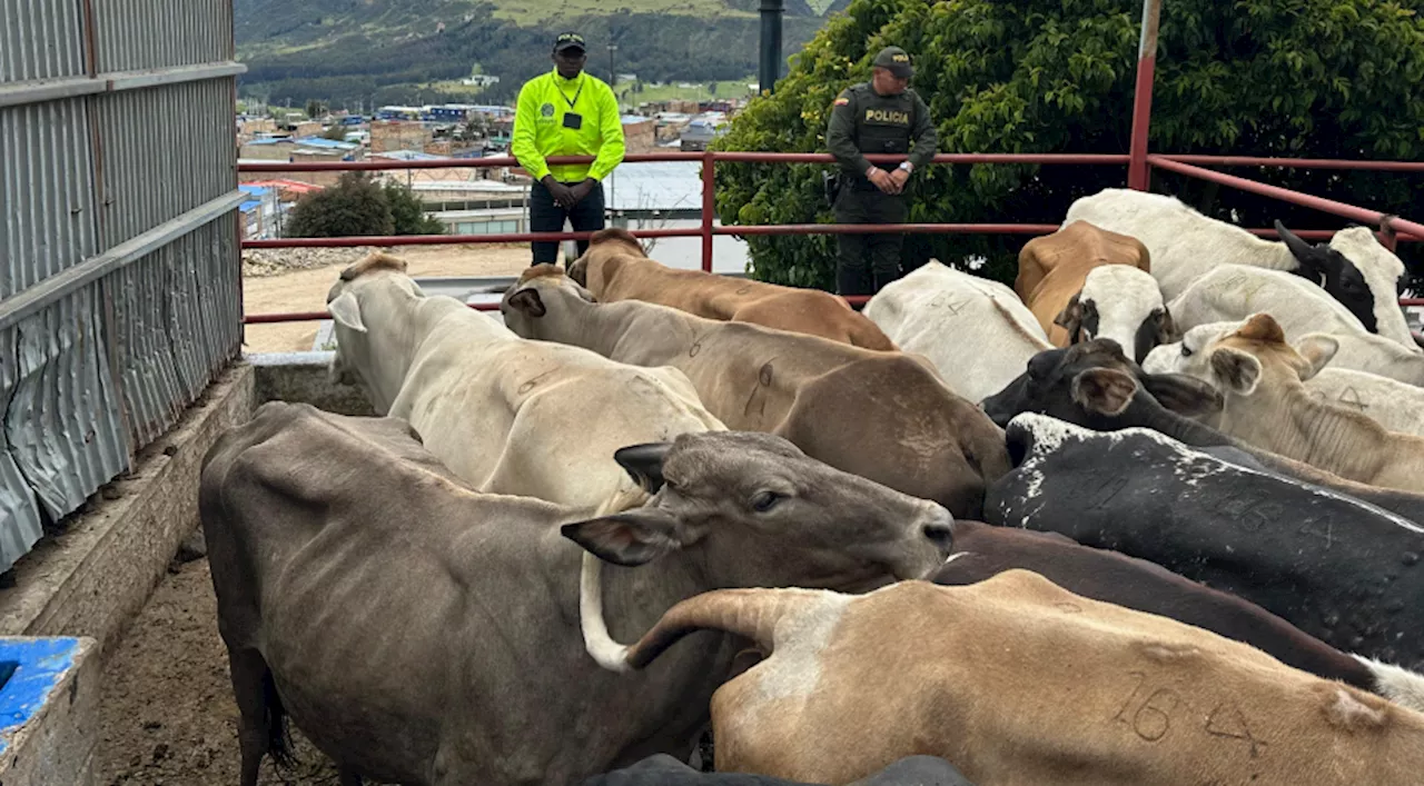 Recuperan 15 bovinos de raza Girolando en frigorífico de Bogotá