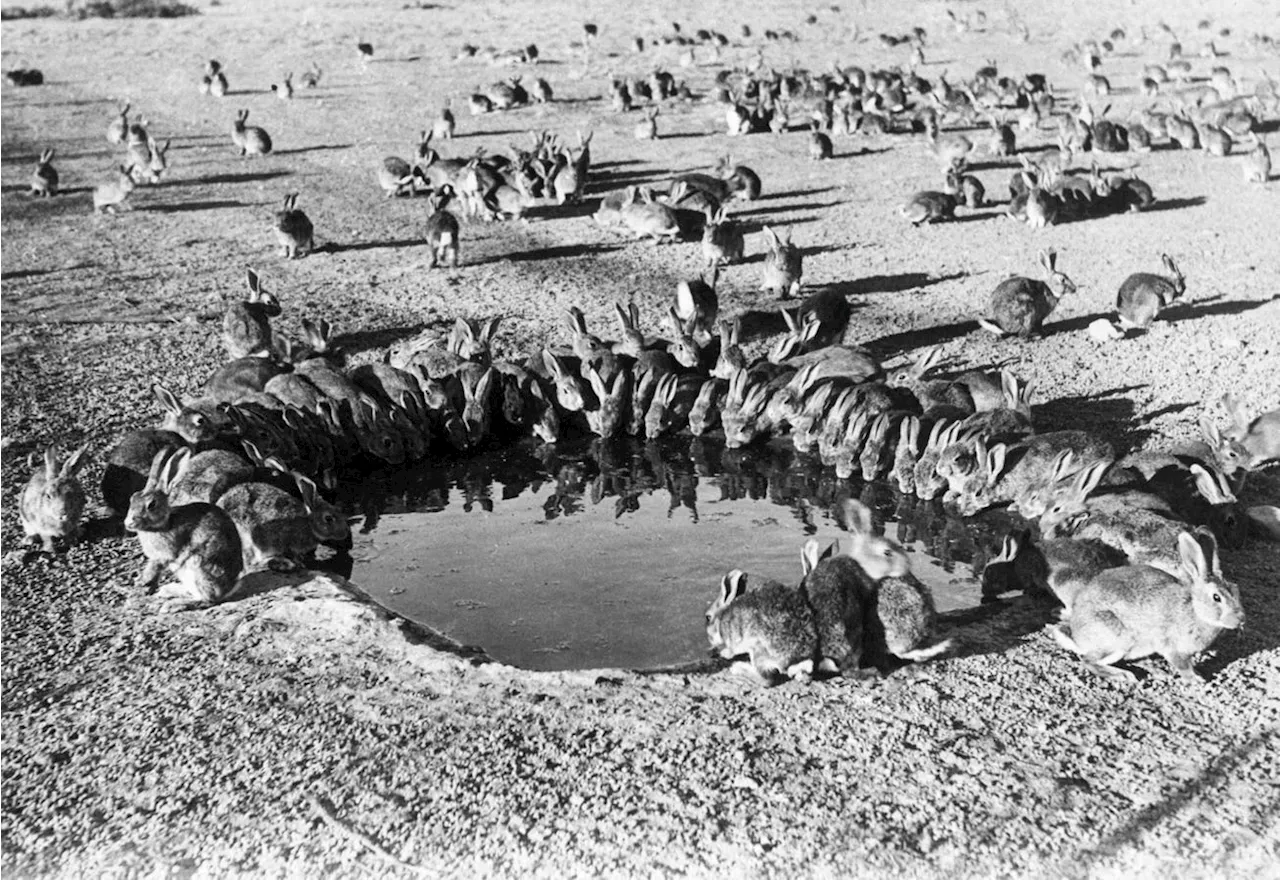 Going Wild (Again): Feral Rabbits In Australia Evolve New Morphologies