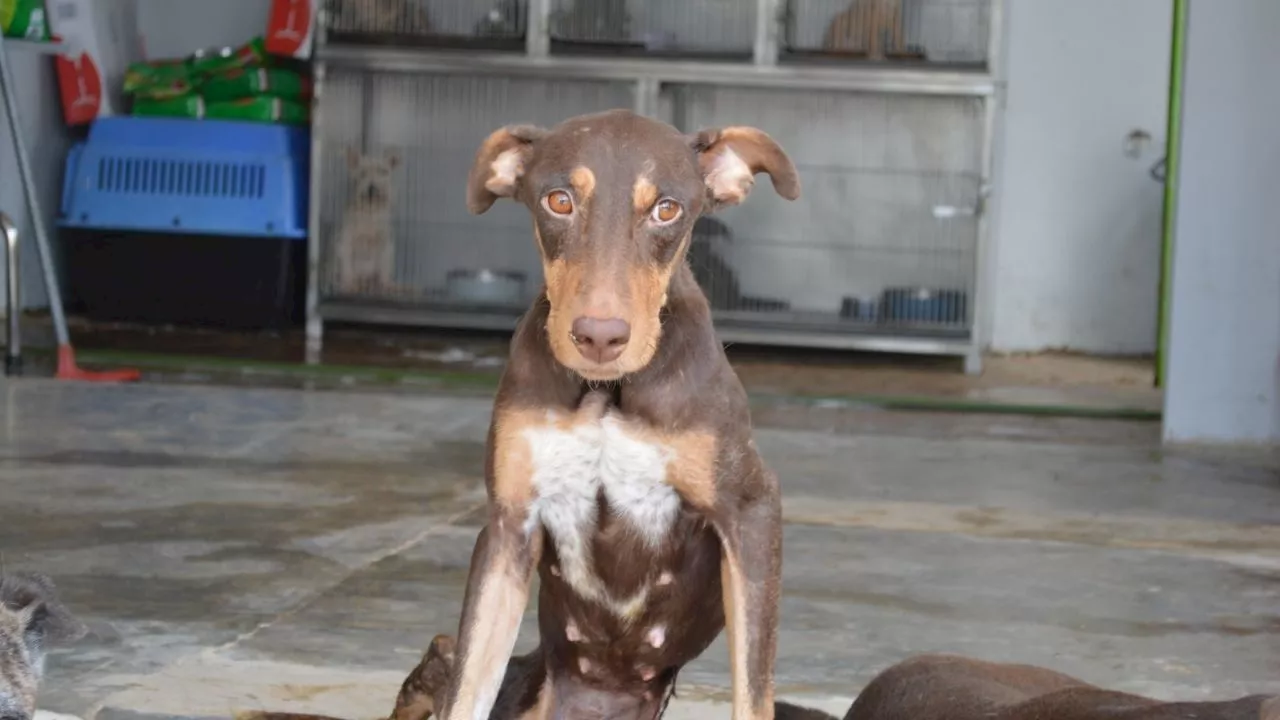 Fallece Esperanza, la perrita baleada en Culiacán que luchó por sobrevivir tras un ataque armado