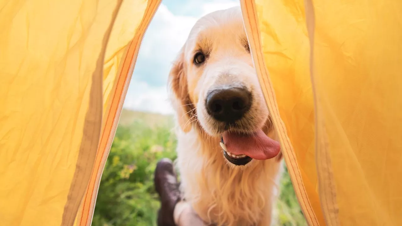  Campen mit Hund? Diese Tipps sind Gold wert
