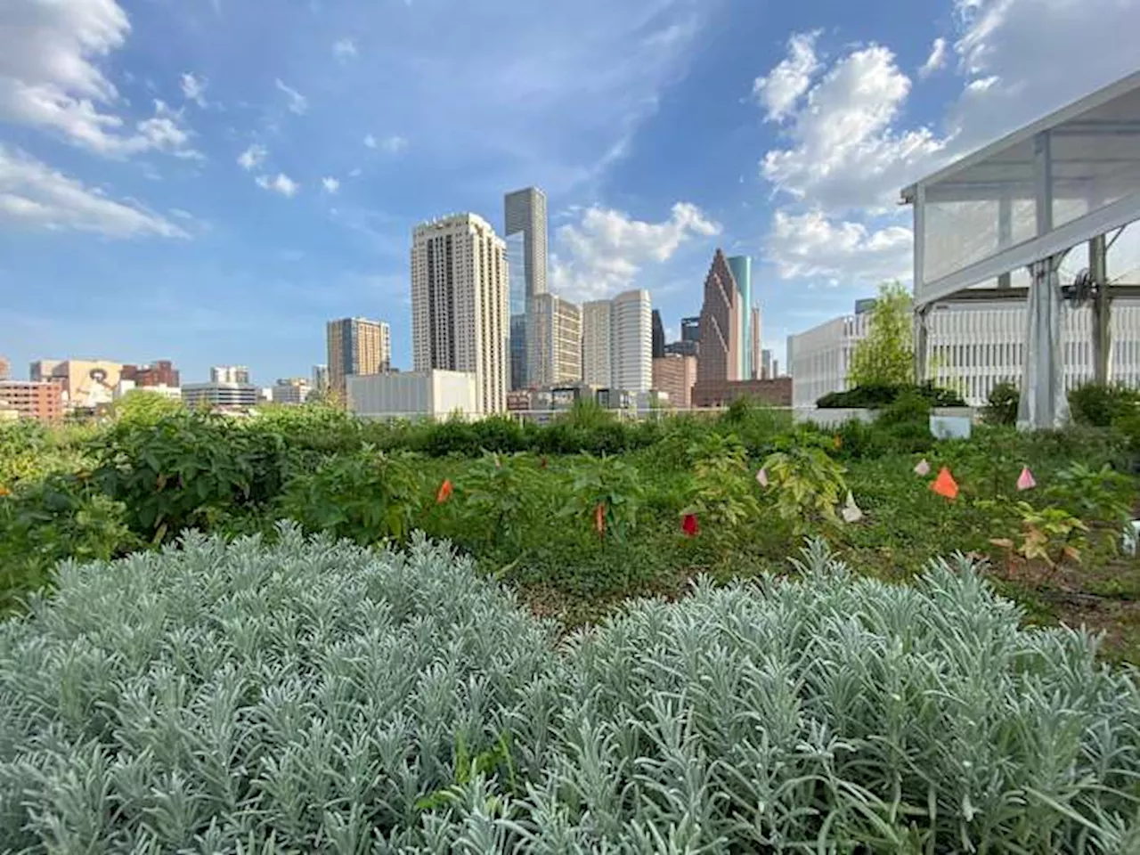 POST Houston’s green oasis: Closer look into a sky farm among the skyscrapers