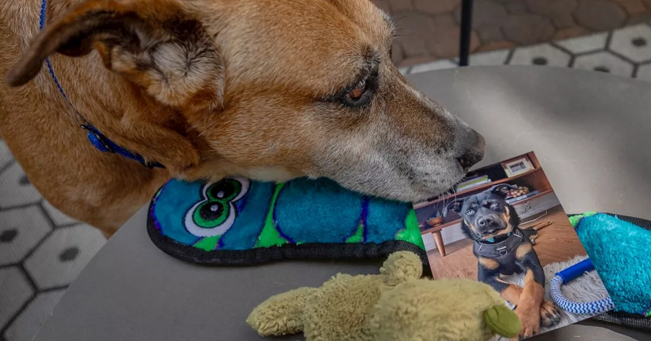 7 dogs suddenly died and 11 more fell ill in Venice Canals: Neighbors clamor for answers