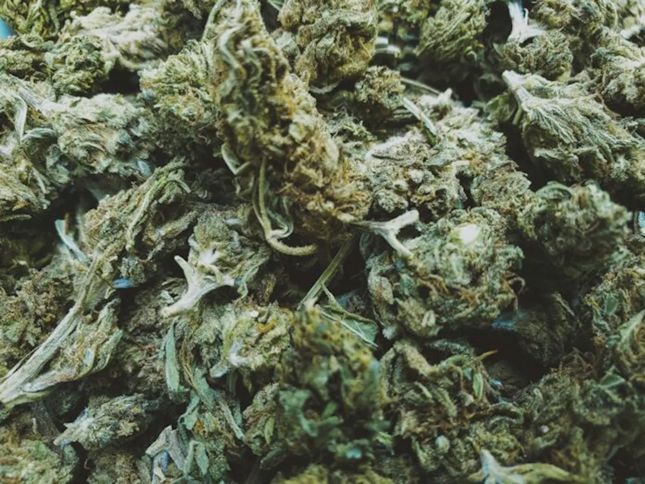 Kush shipment worth P2mseized at NAIA post office