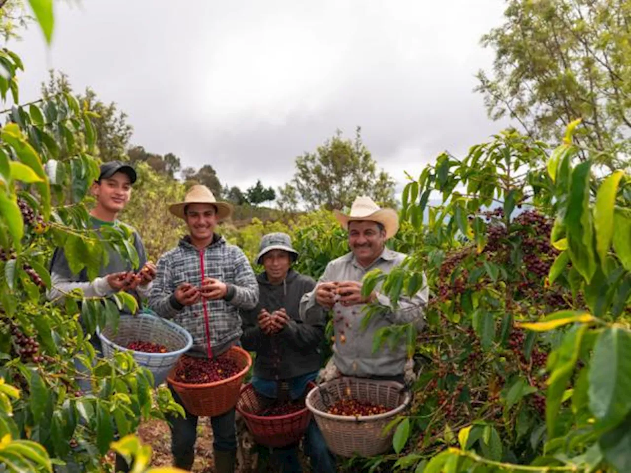 Banco de Bogotá ha llegado a más de 385.000 cafeteros en 606 municipios