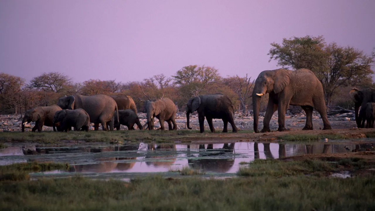 Satellites are helping protect critically endangered desert elephants. Here's how