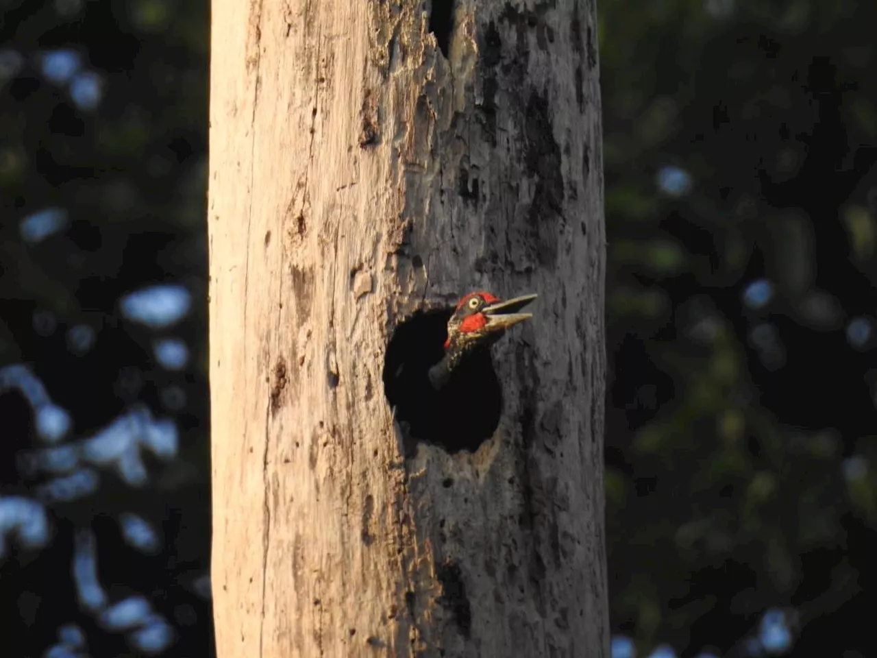 Biologists assess importance of tree cavities for forest birds in Subic