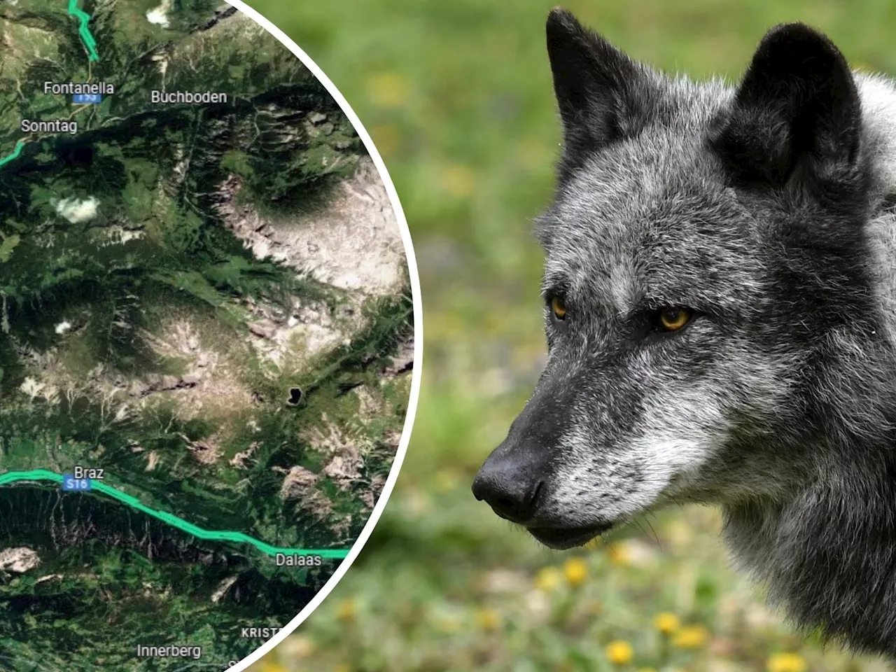 Vorarlberg erweitert Wolf-Abschusszone