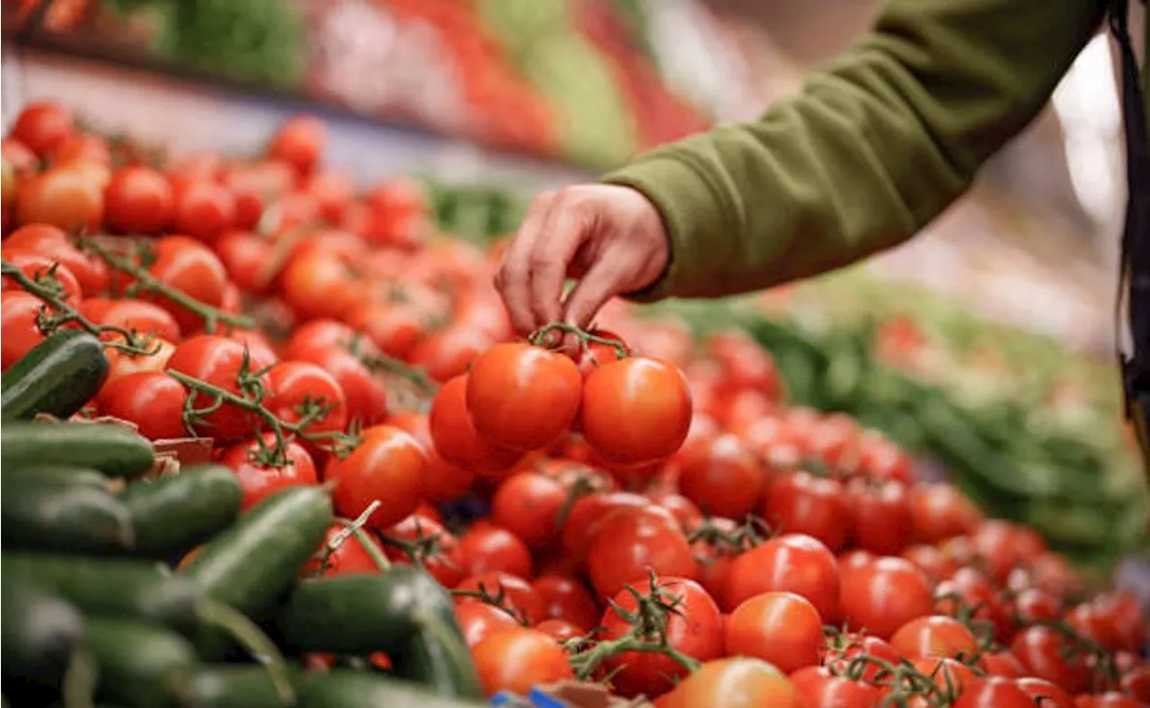 Estos son los precios mínimos del jitomate para exportación; aplican solo para ventas a EU