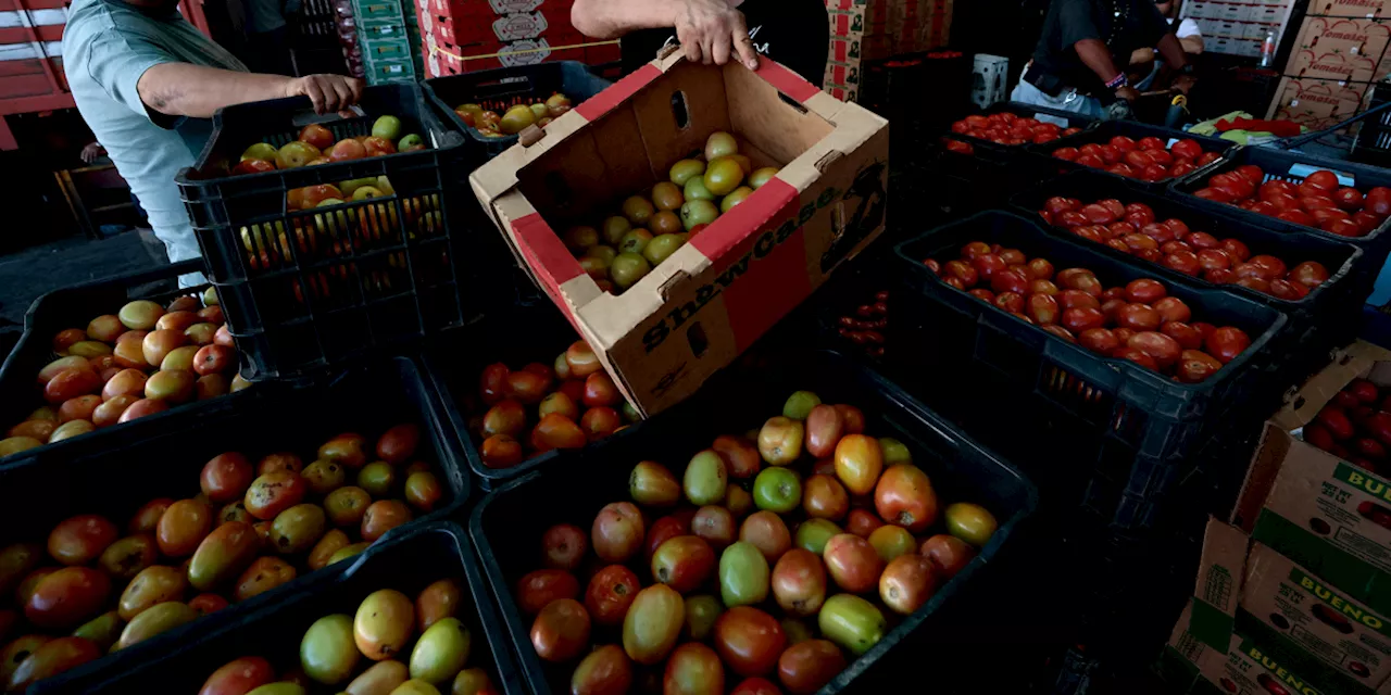 México establece precios mínimos de exportación para el tomate fresco