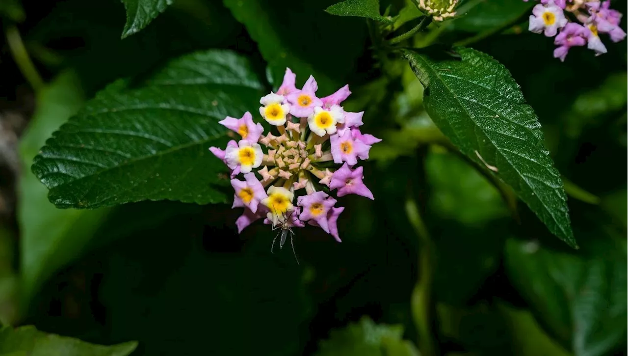 Lantana: varietà, coltivazione e cura