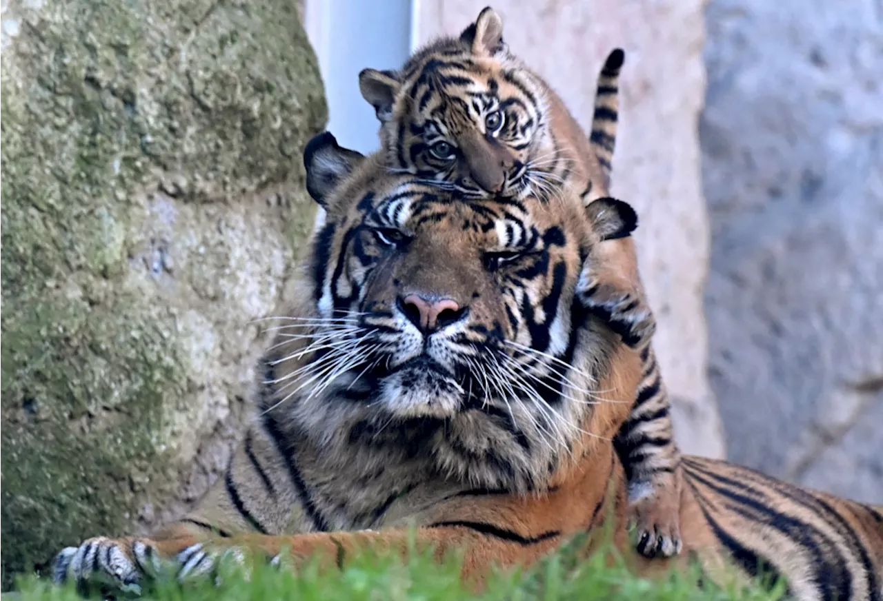 Three newborn tiger cubs euthanised after mother stops caring for them at German zoo