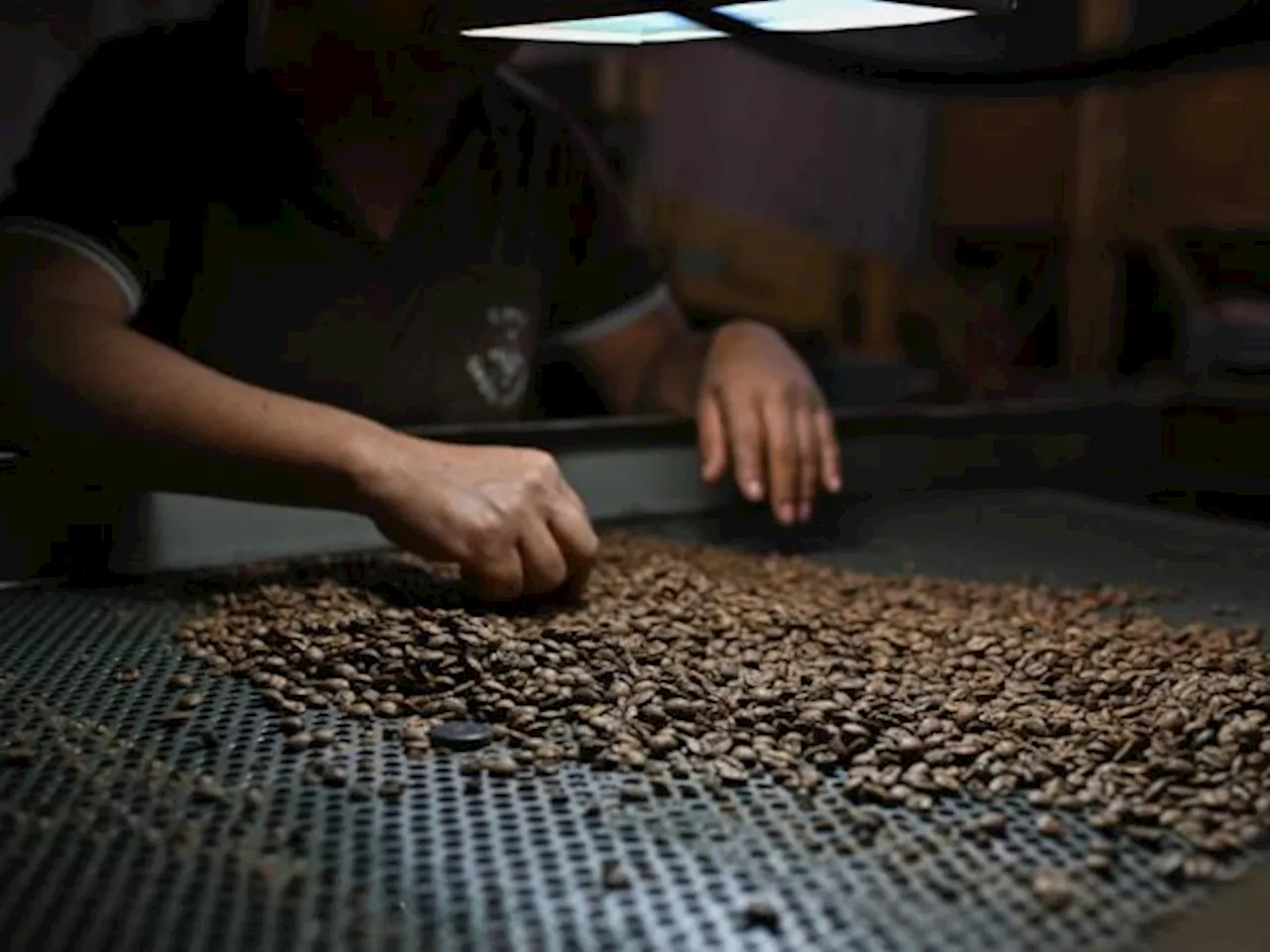 Cafeteros de Brasil creen que China no supone alternativa para el mercado de EE. UU.