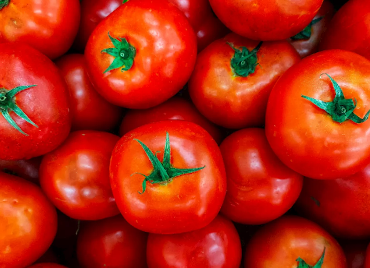 ¿Cuánto costará la exportación del tomate fresco? Gobierno de México fija precio mínimo