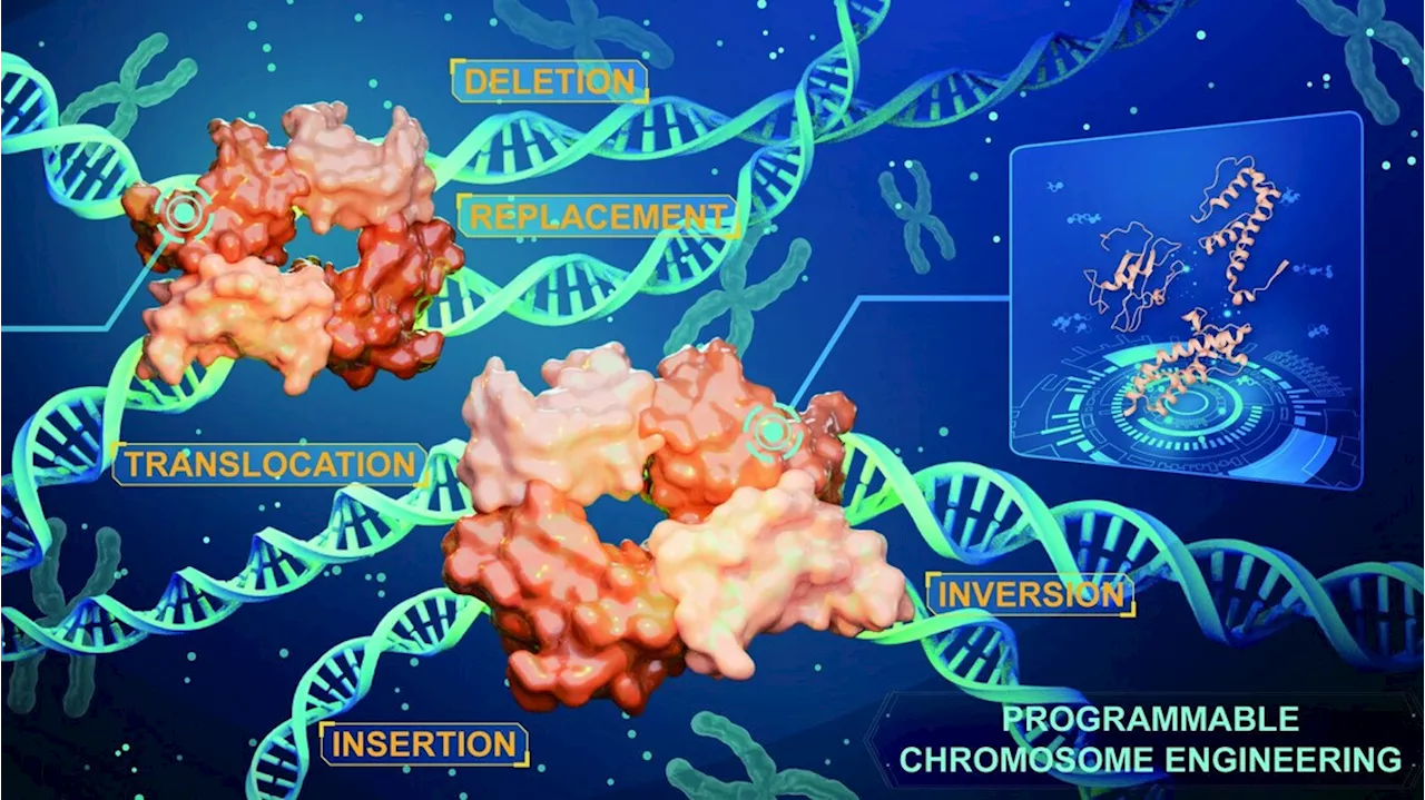 Due nuove tecniche modificano i cromosomi senza lasciare tracce