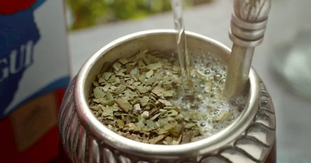CHAU CANSANCIO: la HIERBA para agregar al MATE que ayuda a POTENCIAR tu ENERGÍA