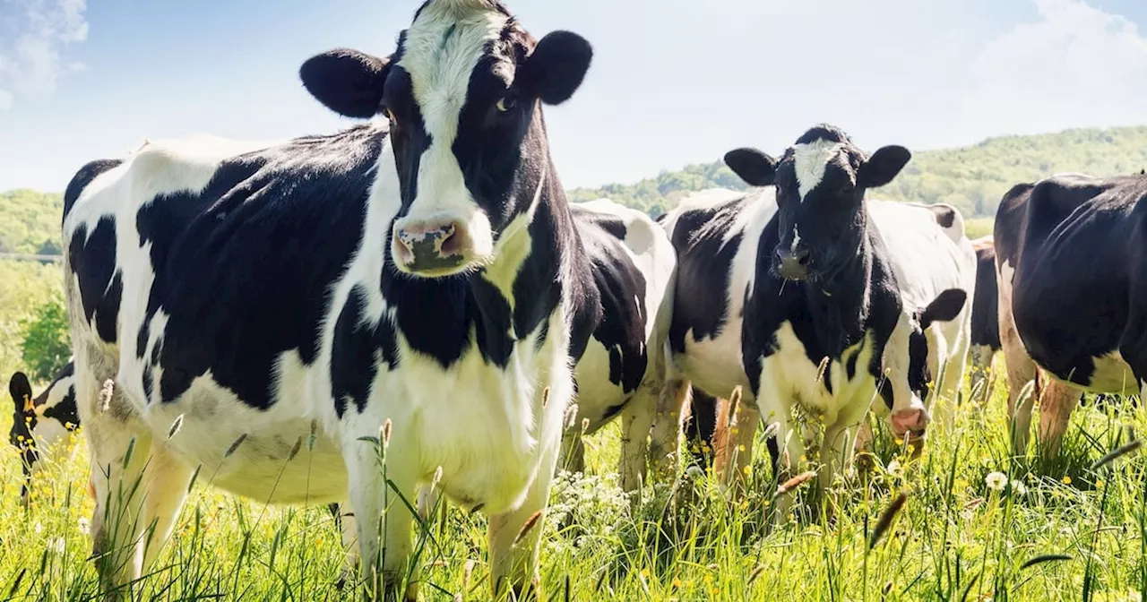 The difference between ‘net zero’ emissions and ‘temperature neutrality’