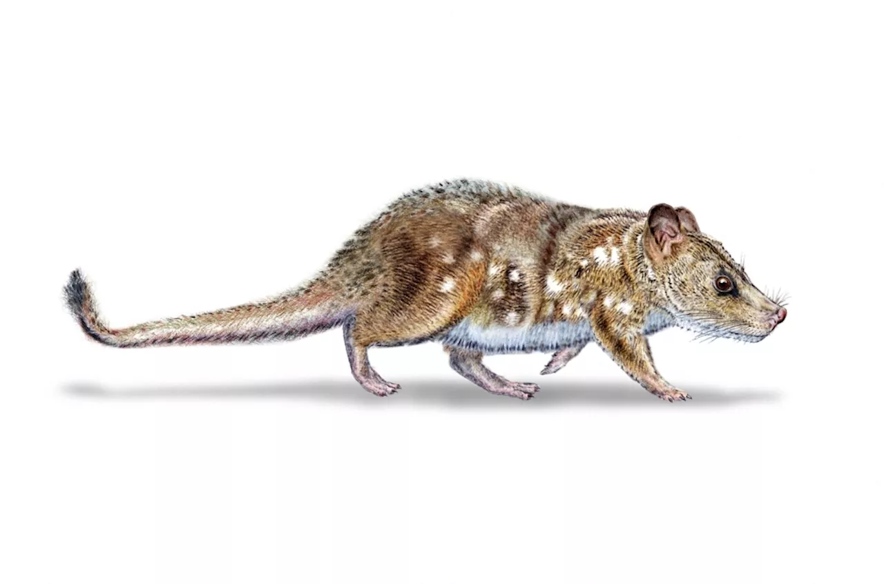 Fossil of tiny mouse-sized mammal from dinosaur era discovered in Chilean Patagonia