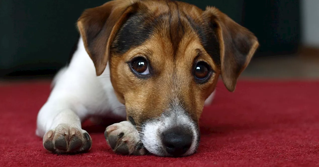 A scientific approach to understanding the relationship between humans and dogs.