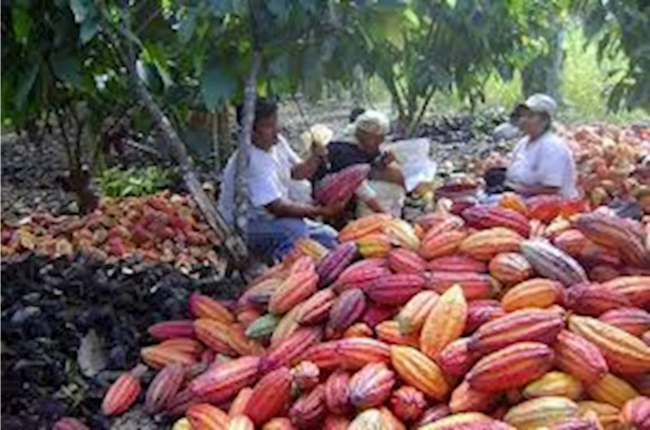 Cocoa Farmers Race to Meet EUDR Deadline on Sustainability by December
