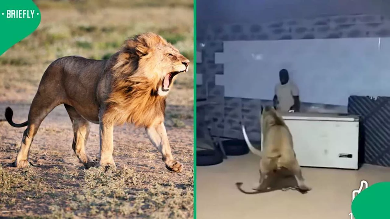 'The Lion Almost Chopped His Head Off': SA Reacts to Lion Lunging at Man in Terrifying Attack Video