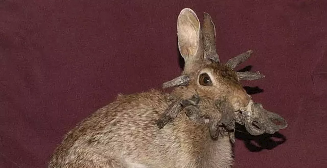 What’s Up With Those Colorado Rabbits With Tentacles and Horns?