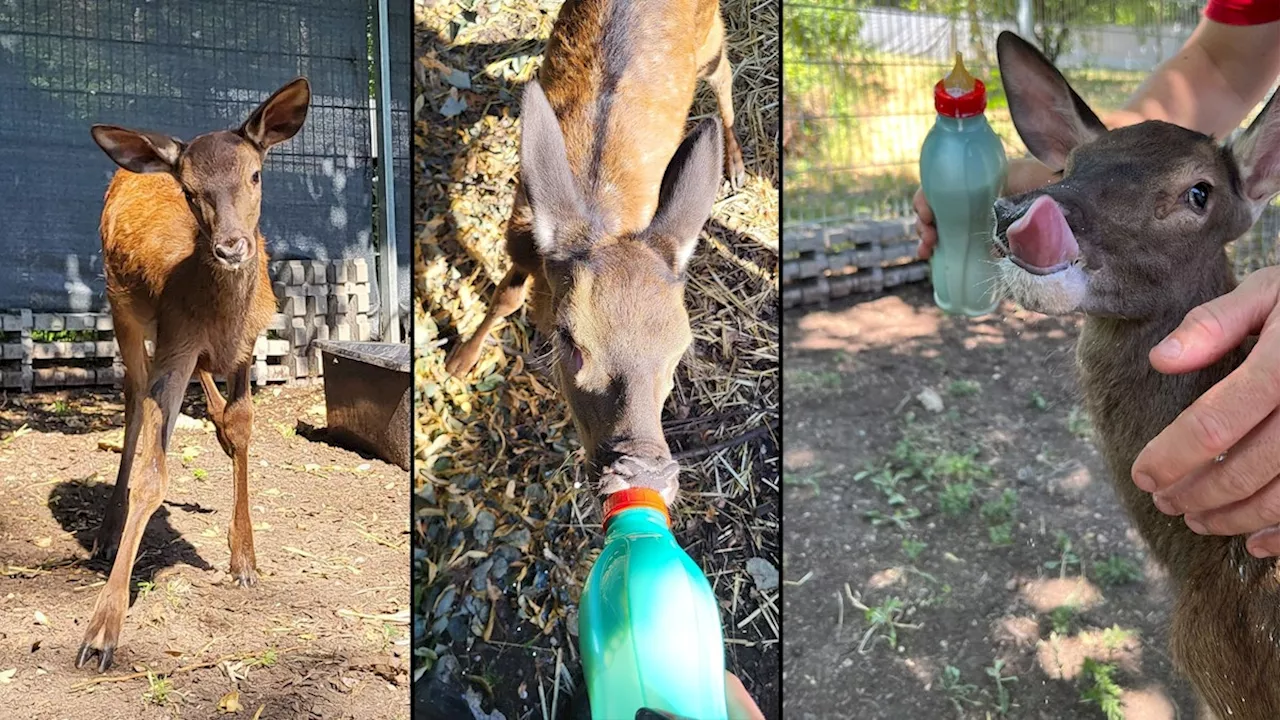  Blindes Rothirsch-Kind ist liebster Patient im Tierheim