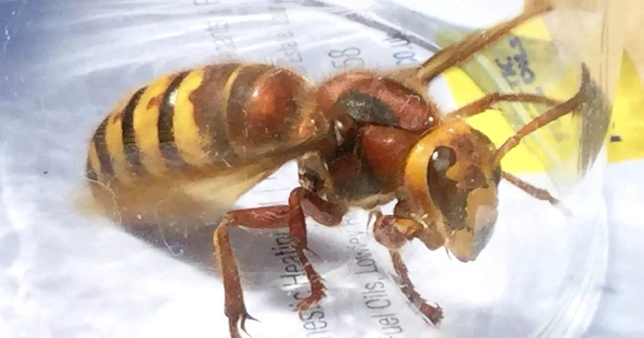 'Killer wasp' warning as guidance issued on how to identify Asian Hornets