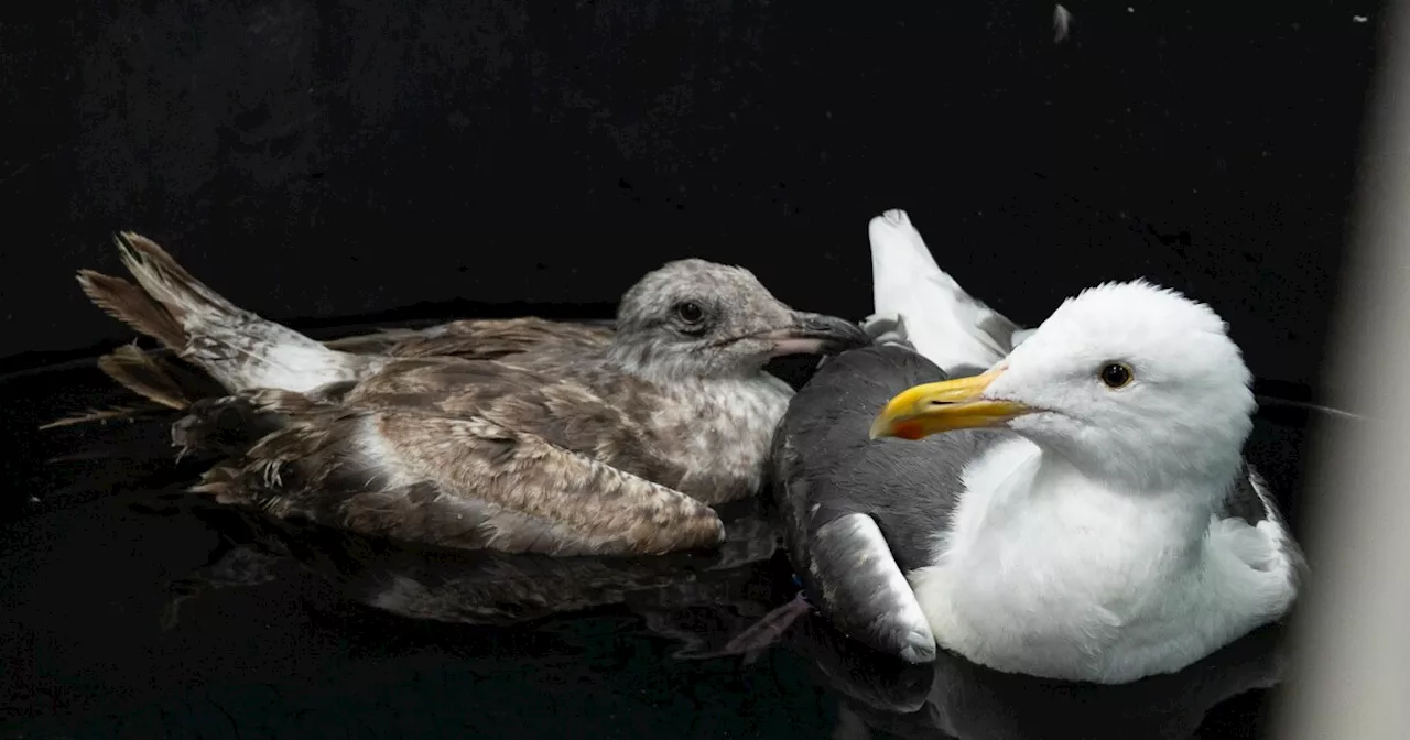 A mysterious illness is making Southern California seagulls sick