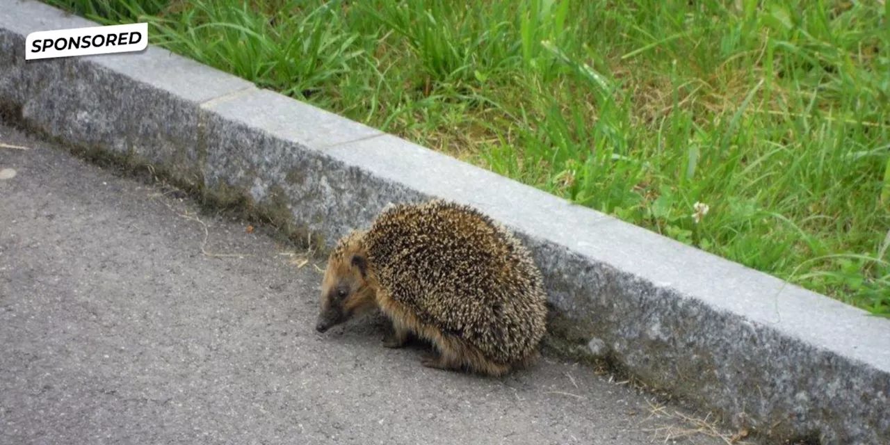 So helfen Sie dem Igel sicher über die Strasse