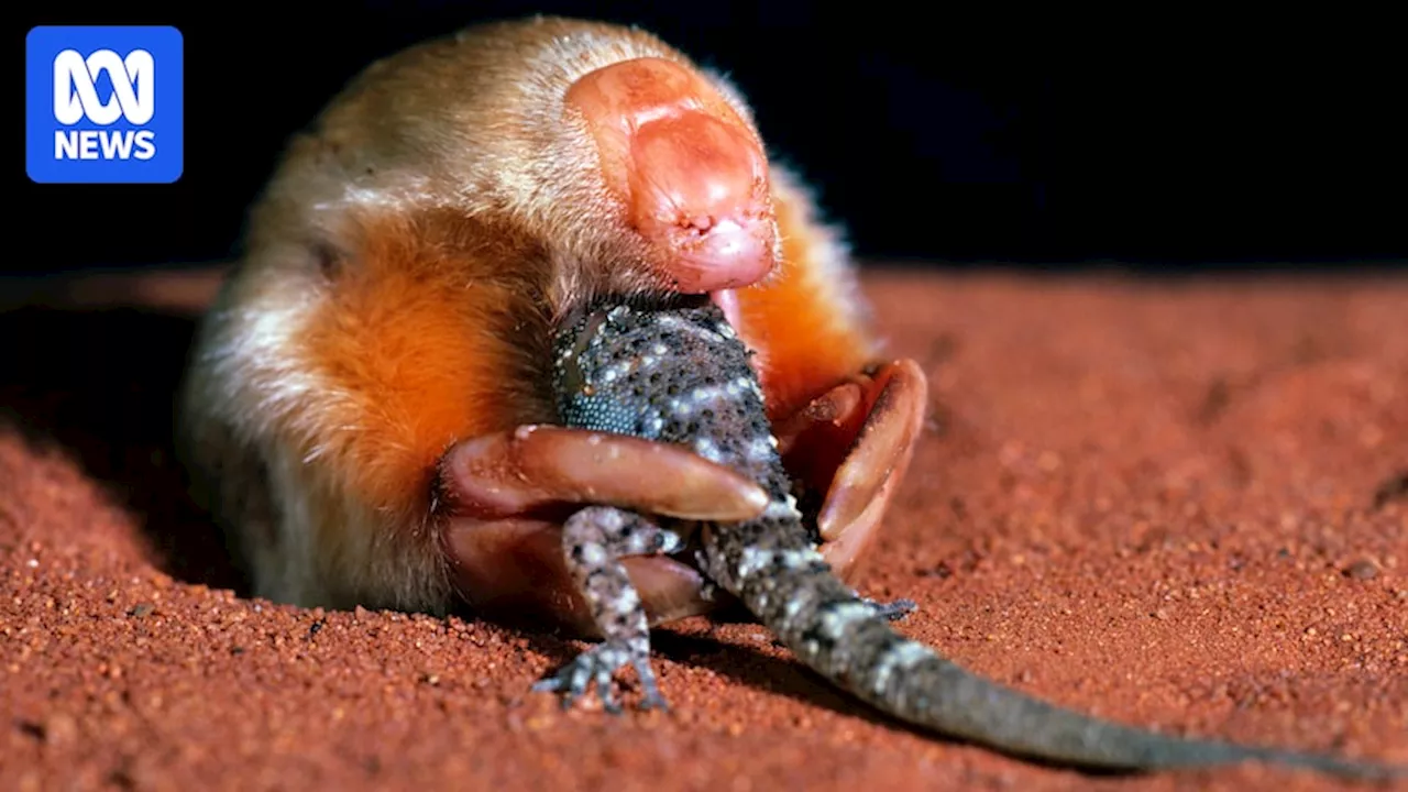 Marsupials are underrated Australian survivors. It's time to get to know them better