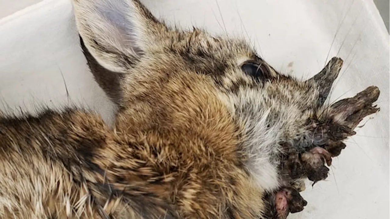 Rabbits with strange horn-like growths spotted in Colorado