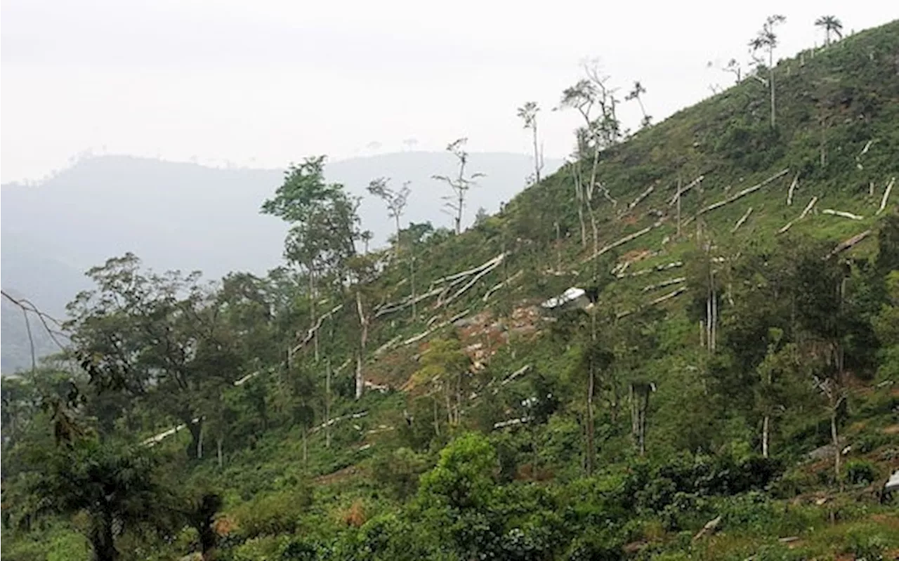 'Freetown the Tree Town', mappare gli alberi per adattarsi al clima
