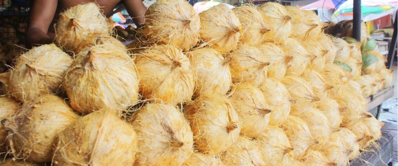 Bicol researchers develop groundbreaking coconut milk-based ice cream that replaces dairy fat