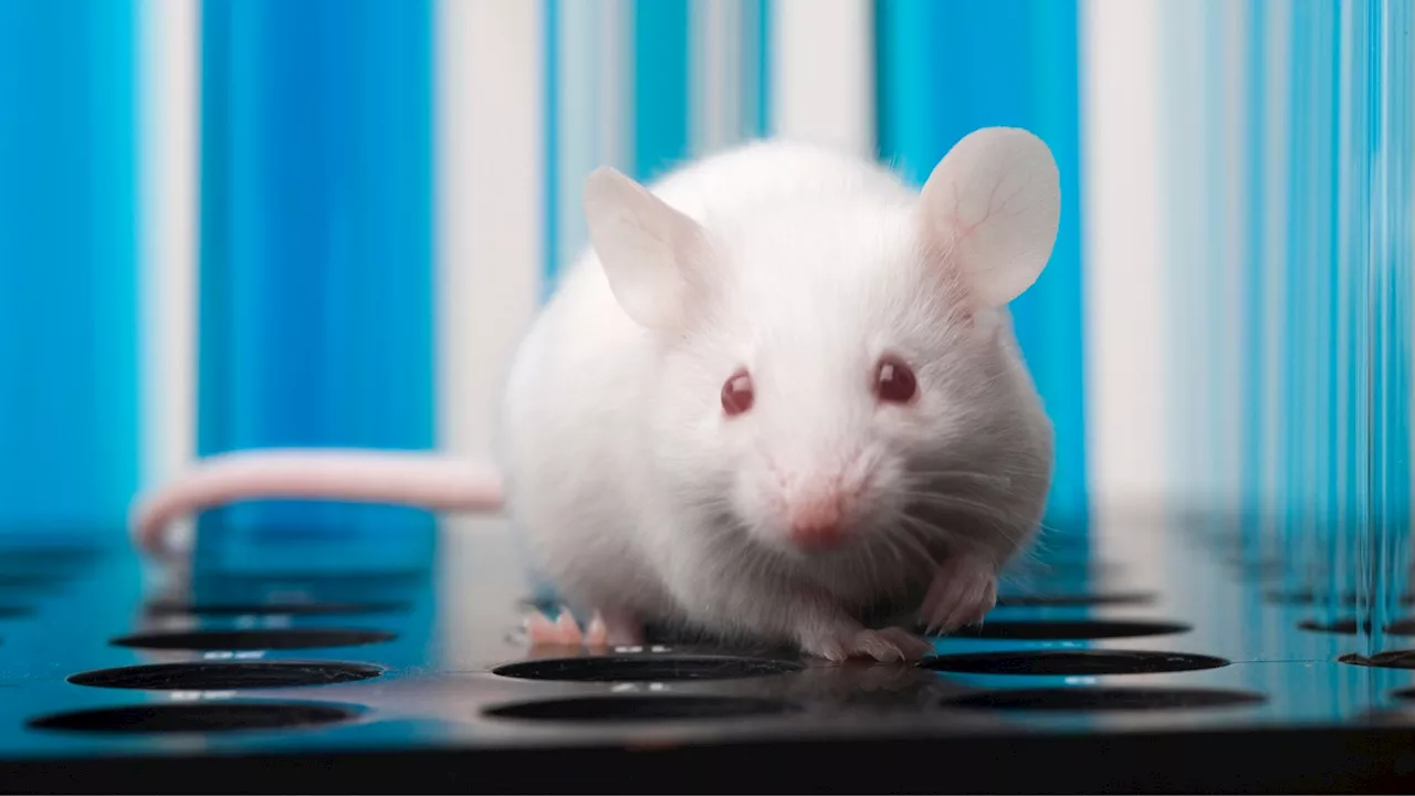 Mouse stem cells survive six months in space, produce healthy offspring on Earth