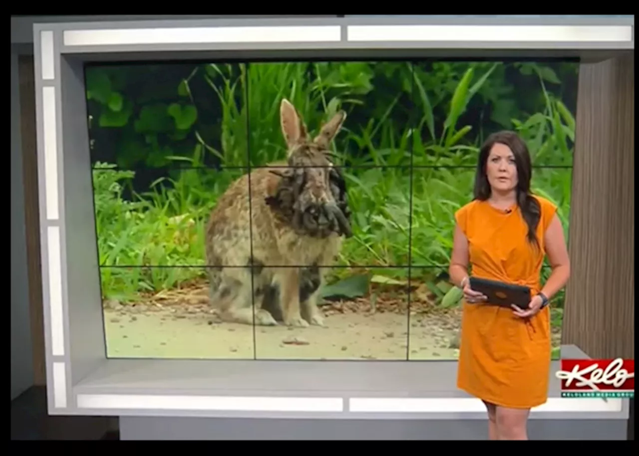 Rabbits With Tentacle-Like Growth Around Head Reported in Colorado Neighborhood