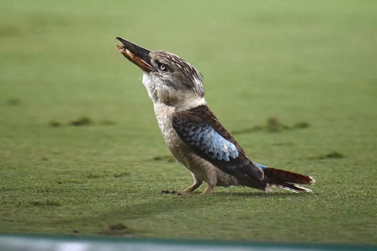 Scientists find surprising sex reversal in Australian birds