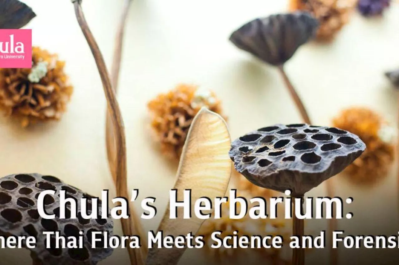 Chulalongkorn herbarium aids science, crime-solving, and conservation