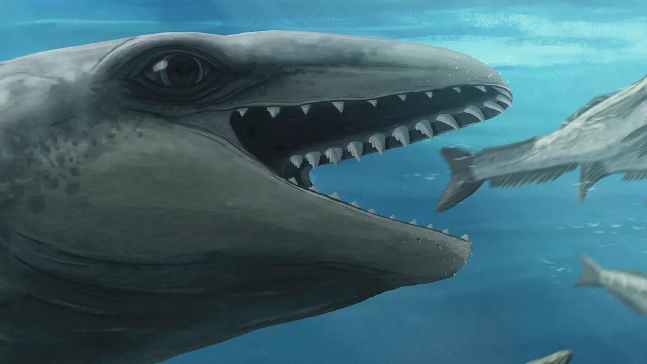 Australien: Fossilien-Fund entpuppt sich als Urzeit-Wal