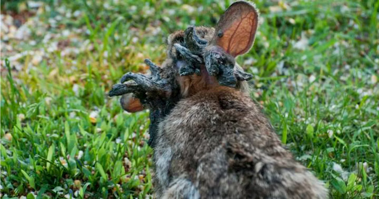 Why rabbits with strange-looking ‘horns’ are hopping around Colorado