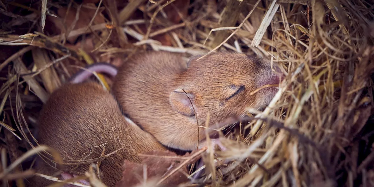 Wie viele Babys bekommt eine Mäusemama in einem Wurf?