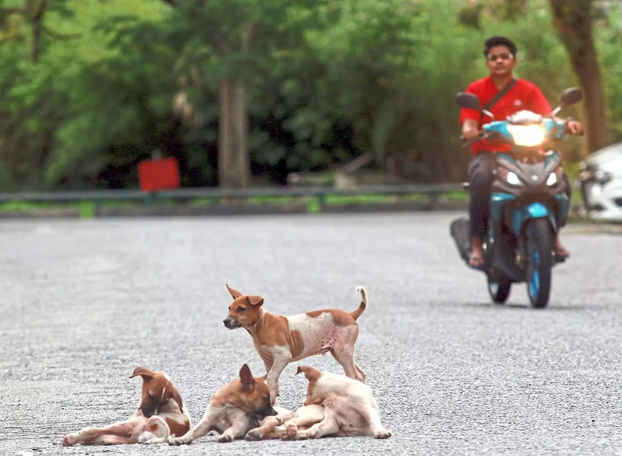 Fair handling of strays needed