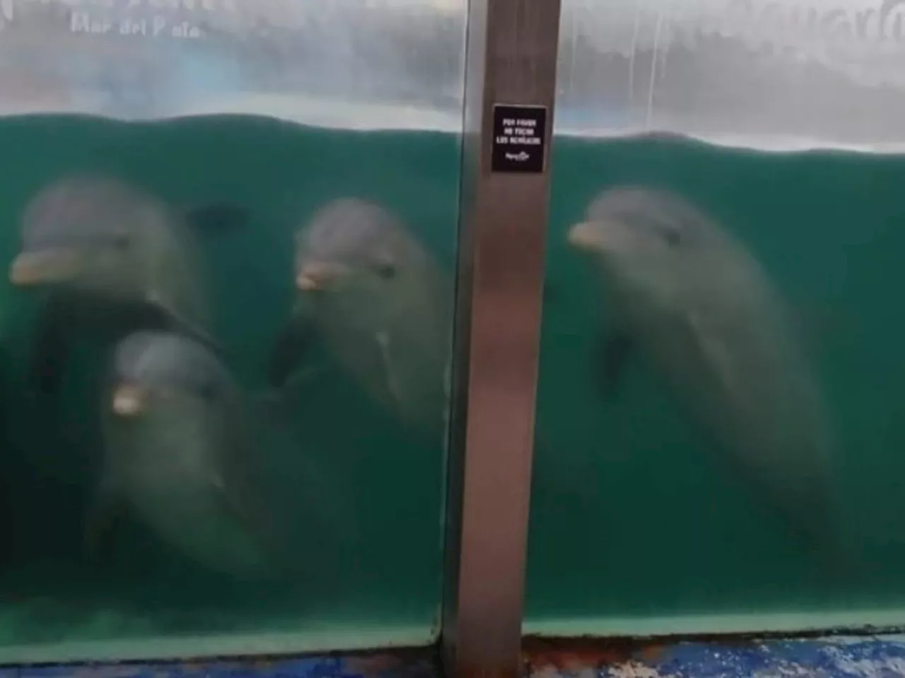 Mar del Plata: denuncian abandono de animales en el ex Aquarium, cerrado hace cinco meses